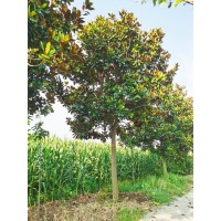 江苏广玉兰-专业红/黄/白/紫玉兰种植基地 南京市清灵苗圃场