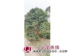 丛生女贞 大叶女贞价格表 东台女贞基地 东台新街茂泽苗圃图1