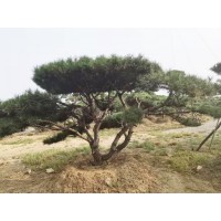 造型黑松-造型油松-造型松-景观松齐全-成活率高 富华松树