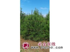 出售大田白皮松图1