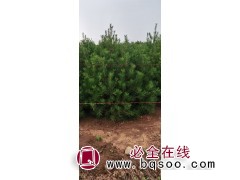 出售大田白皮松图2