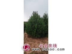 出售大田白皮松图3