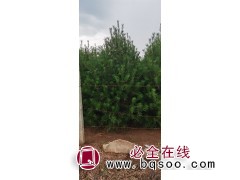 出售大田白皮松图4