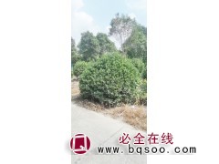 东台黄杨球 黄杨球造型价格 大规格黄杨球批发 东台茂泽苗圃图1