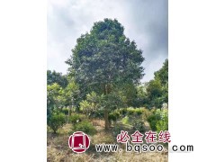 大叶女贞基地 东台女贞价格表 江苏苗木 新街镇宇萌苗圃图1