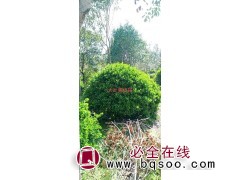 大叶黄杨球 东台大叶女贞球 江苏苗木网 新街镇宇萌苗圃图1
