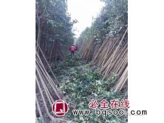 常年出售大叶女贞2-25公分 大叶女贞价格 颐景园林绿化图1