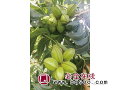 碧根果苗1-20公分实生苗、嫁接苗、绿化苗，碧馨园农业图1