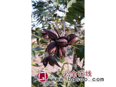 碧根果苗 薄壳山核桃苗价格 碧根果苗大量供应 碧馨园农业图1