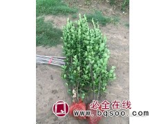 40-90公分卫矛球 卫矛小苗 胶东卫矛 衡水雯瑜苗木基地图1