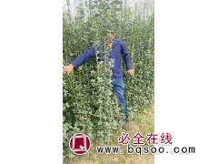 北海道黄杨 河北黄杨基地 黄杨球 黄杨绿篱苗 雯瑜苗木图1
