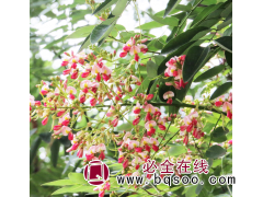 红花国槐苗大量供应 聊红槐供应 莘县聊红槐产业园 聊红槐图1