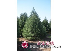 白皮松 30-2米白皮松 侧柏 油松 蜀侩 华山松图1