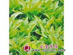 紫萼玉簪苗大量供应 东北玉簪基地 鞍山玉簪 鞍山百卉园艺场图1