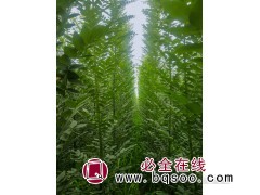 百亩原生国槐2-3公分 原生国槐小苗大量供应 冠县双原苗木图1