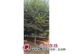 江苏栾树基地 东台栾树价格 栾树批发 东台智禾苗木基地图1