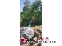 东台大叶女贞 精品大叶女贞 大规格大叶女贞 东台智禾苗木基地图1