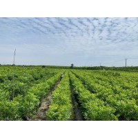 榉树小苗大量批发 榉树苗基地 江苏榉树价格 农景生态-榉树