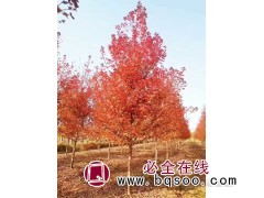 彩叶树-美国红枫基地-山东美国红枫价格-济宁市春运园林图1