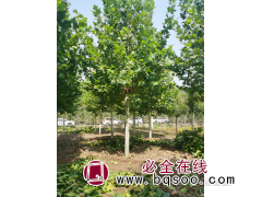 法桐-山东法桐基地-法桐价格表-法桐行道树-春运园林图1