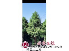 中山杉，江苏中山杉基地 中山杉价格表 兴诚苗木专业合作社图1