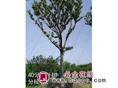40公分大规格朴树 滁州大规格朴树供应 滁州市龙园园林图1
