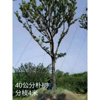 40公分大规格朴树 滁州大规格朴树供应 滁州市龙园园林