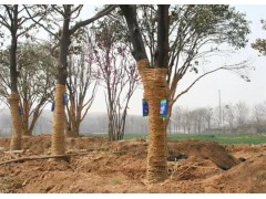 新植大树提升存活率的重要步骤