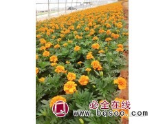 万寿菊花 潍坊产地直供,山东专业打造花海 青州市晓泓花卉图1
