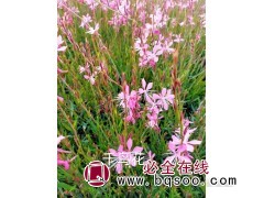 千鸟花//大型地被花卉种植基地//千鸟花低价批发 晓泓花卉图1