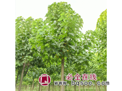 河南楸树-大型种植基地,自产自销,现挖现卖,规模大图1