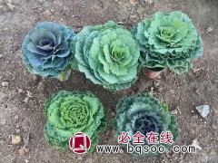 羽衣甘蓝小苗 耐寒羽衣甘蓝 山东青州羽衣甘蓝 美腾花卉图1