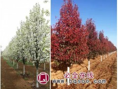 彩叶豆梨4-12公分现货供应 郯城彩叶豆梨 中华彩叶园林图1