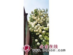 1-8公分木绣球 山东木绣球基地 木绣球树图片 中华彩叶园林图1