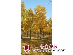 潍坊基地银杏秋景 银杏大道 山东银杏行道树 中华彩叶园林图1