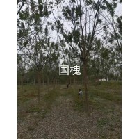 十二公分国槐价格多少-国槐种植基地 绿发源苗木种植合作社