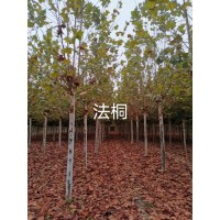 法桐绿化苗木基地-山东法桐价格低 绿发源苗木种植专业合作社