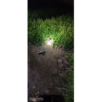 大量供应各种绿化小苗