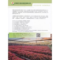 中兴红叶杨_【河南中兴苗木基地】全红杨,金红杨,靓红杨