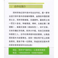 150亩海棠现货供应 邳州海棠价格 秋红彩叶苗木专业合作社