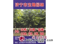 专供法桐 法桐行道树 法桐树价格表 宝地园林专营法桐树图1