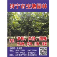 专供法桐 法桐行道树 法桐树价格表 宝地园林专营法桐树