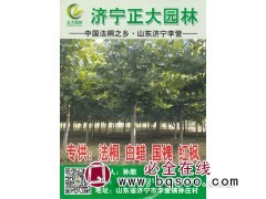 济宁正大园林专供法桐、白蜡、国槐、红枫树 山东苗木图1
