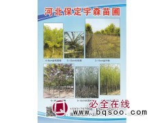 河北保定宇森苗圃供应4-8cm金枝国槐 金枝槐价格图1