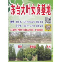 500亩自家大叶女贞基地 大叶女贞价格表 东台大叶女贞基地