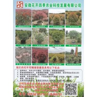 红叶石楠大桶绿篱色块专用苗 花开四季农业科技发展有限公司