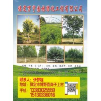 1-2年定植法桐树 河北法桐基地 法桐价格表 保定万宇园林