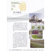 美尚生态上海花境 独杆银姬小蜡苗供应 上海苗木基地