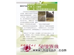 新街女贞 大叶女贞基地 大叶女贞价格表 东台秀之山苗圃图1