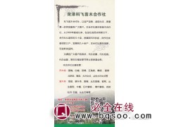 500亩苗木基地 精品国槐树 山东国槐行道树 科飞苗木合作社图1